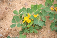 Arachis hypogaea